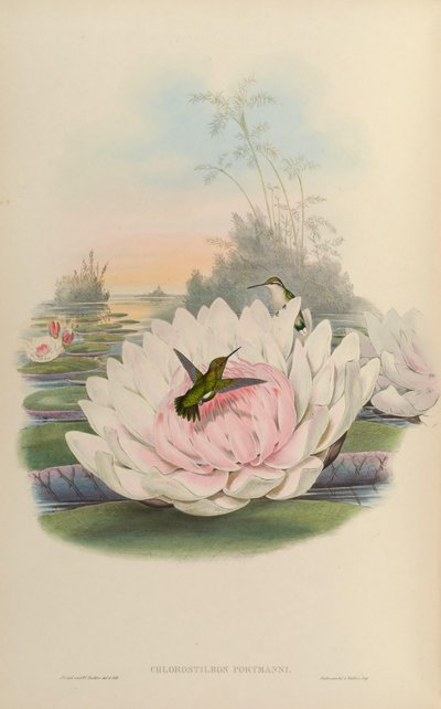 Chlorostilbon poortmani by John Gould